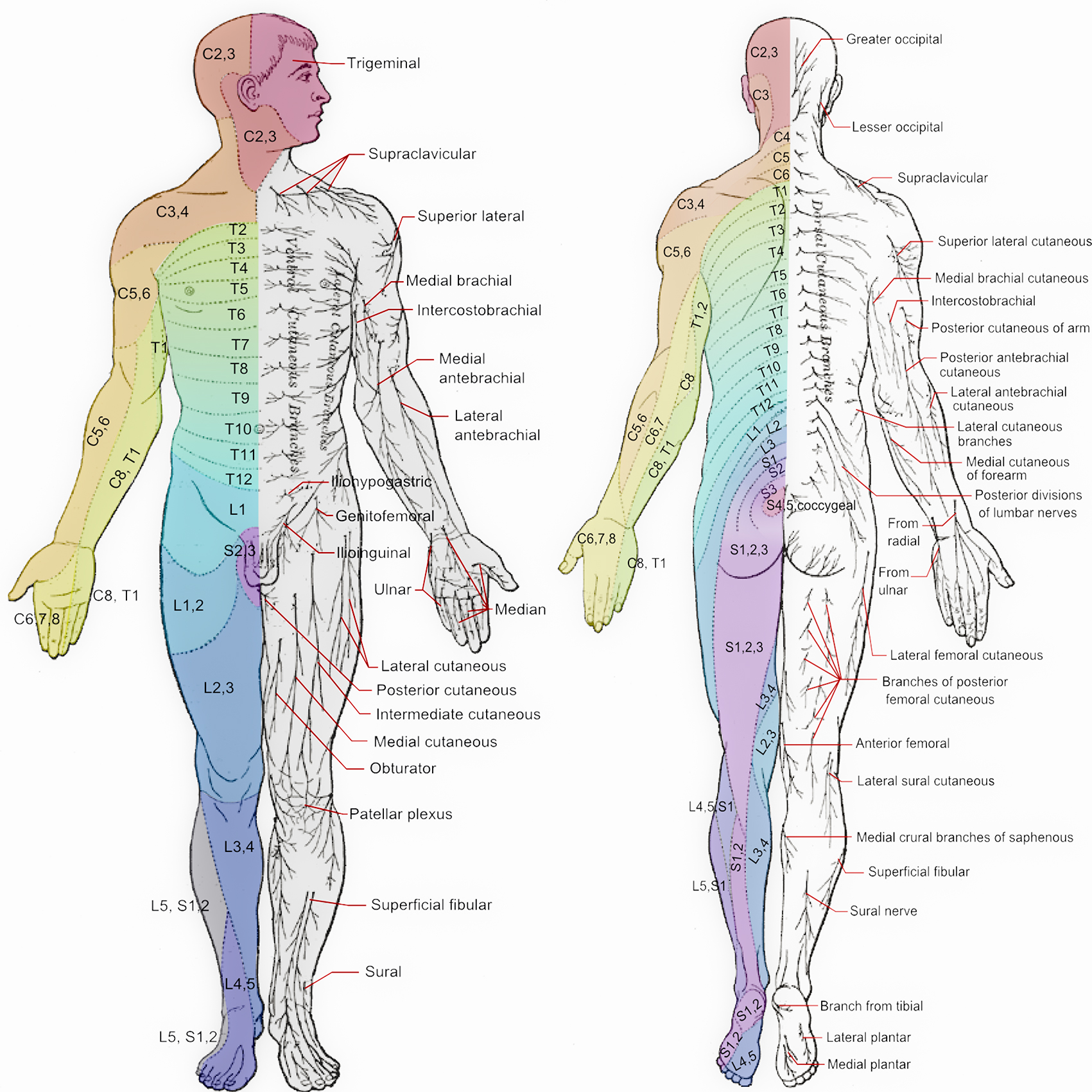 dermatomeri e sciatica